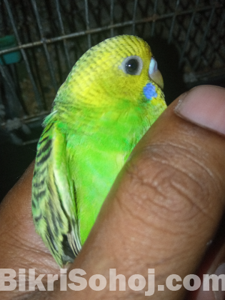 বাজরিকা পাখি